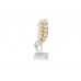 model kręgosłupa lędźwiowego człowieka - 3b smart anatomy - 1000146 [a74] 3b scientific modele anatomiczne 5